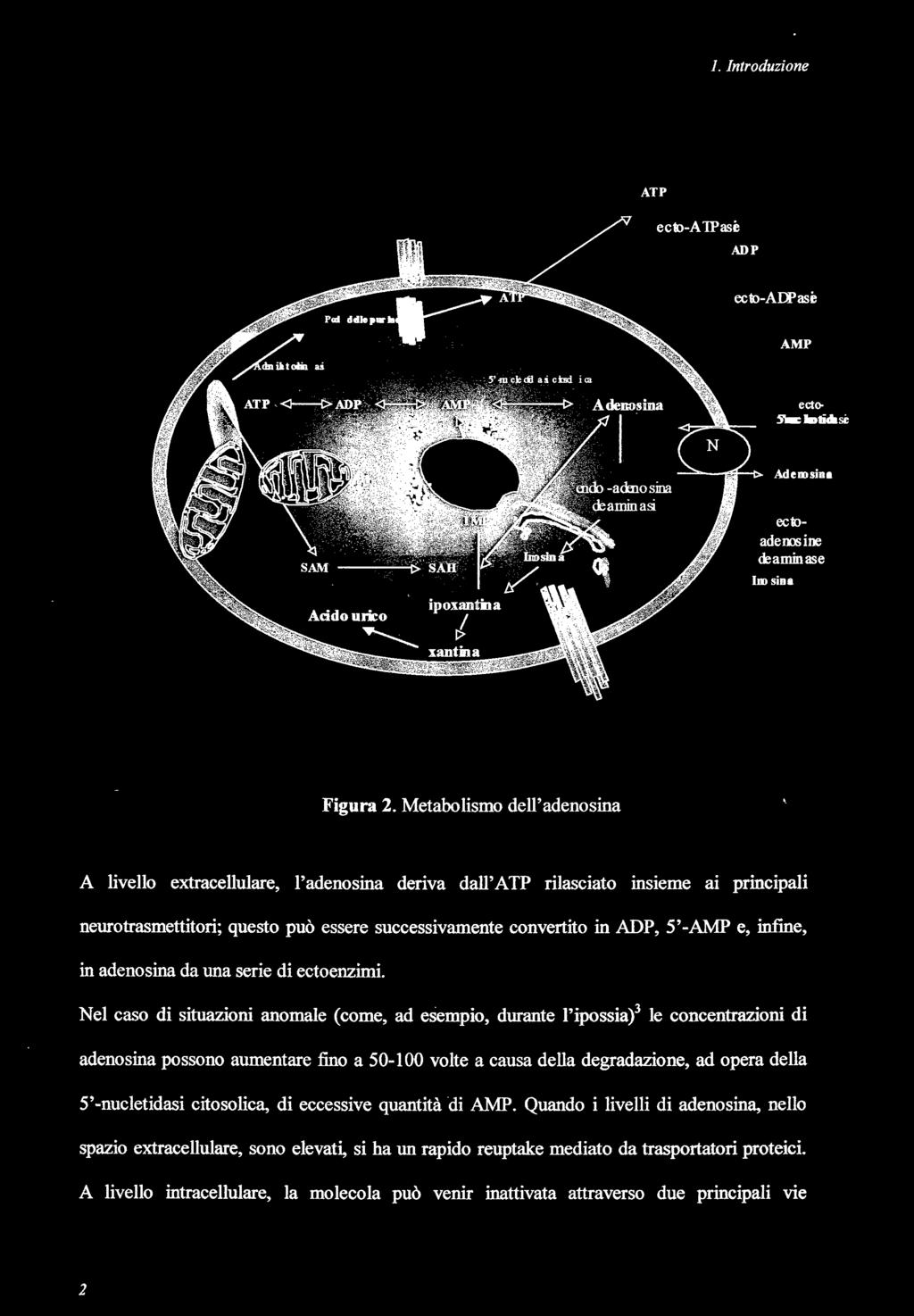 infme, in adenosina da una serie di ectoenzimi.