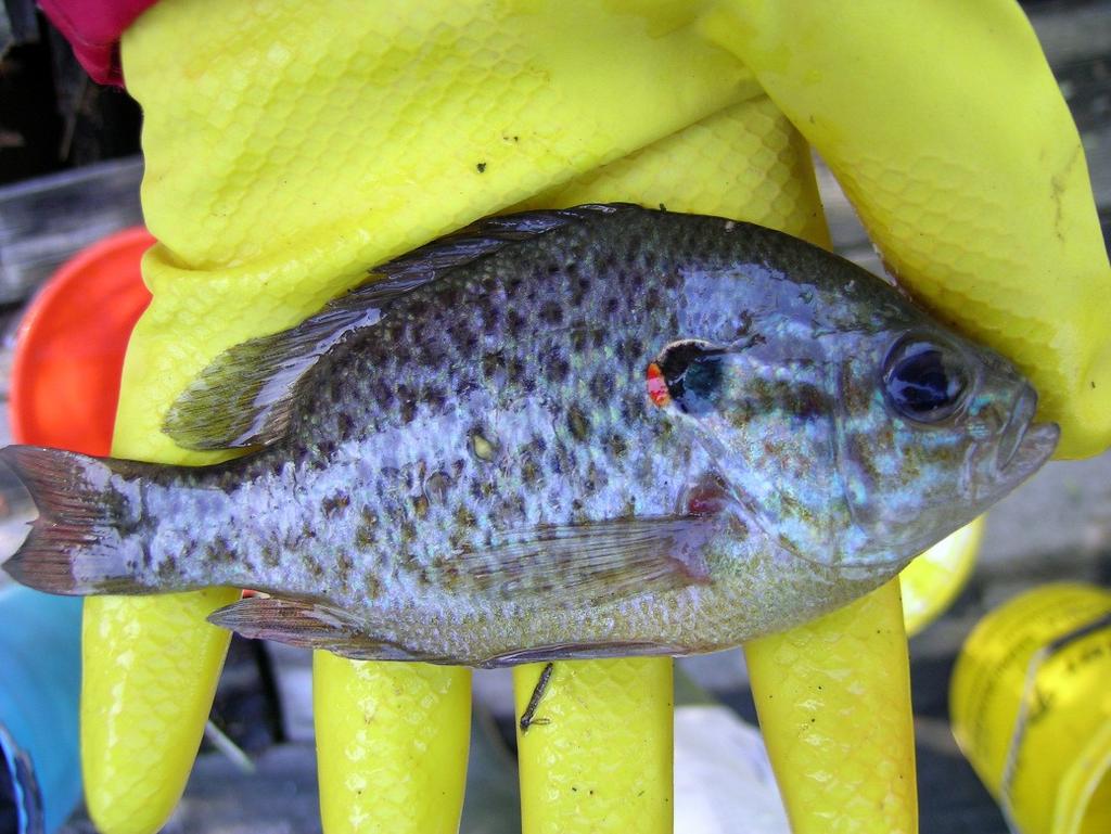 pescato con le nasse per P. clarkii a Sibolla F Figura 15.