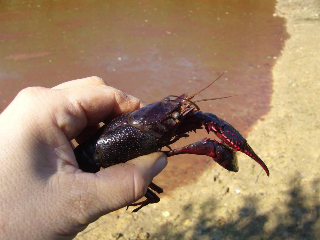La specie Procambarus clarkii (figura 1) è un decapode di acqua dolce di origine nordamericana introdotto in tutti i continenti, ad eccezione di Australia e Antartide, principalmente per scopi di