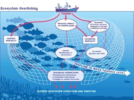 Pesca: Potenziali impatti sull ambiente Impatto