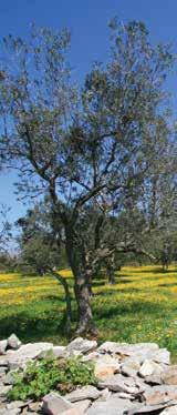 stars stars U izdanju za 2017. godinu nalaze se maslinova ulja iz 50 zemalja s pet kontinenata.