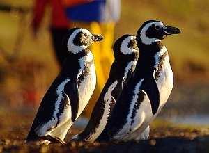 quale si gode una bellissima vista sull omonimo ghiacciaio Pia, con la sua lingua glaciale che dalla Cordigliera di Darwin si protende fino in mare.