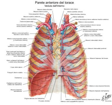 ARTERIE DELL ARTO SUPERIORE ARTERIA ASCELLARE (dalla succlavia)-spalla ARTERIA BRACHIALE/OMERALE-braccio e