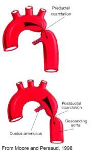 DELLE ARTERIE VASI DI RACCOLTA E VASI DI RISERVA VENE SUPERFICIALI = NEL CONNETTIVO SOTTOCUTANEO CON COMPLESSE RETI