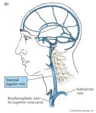 anteriore raccoglie il sangue proveniente dai seni venosi della dura madre Encefalo, meningi, apparato della vista, organo dell udito, pericranio faccia, cavità nasale, orale, lingua, faringe e