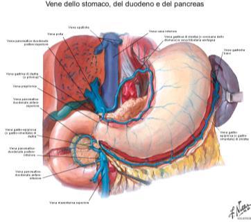 Anastomosi porta-cava VENA