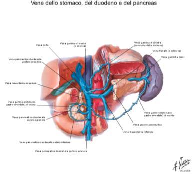 EPATICHE-VENA CAVA INFERIORE Anastomosi