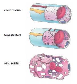 3 tipi di capillari Polmone, cervello, muscolo (con tight junction, PNS,CNS, muscolo) Villi intestinali, plessi corioidei, glomerulo renale (gap junction, 80-100nm di diametro) FEGATO-MILZA CAPILLARI