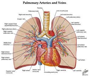 CIRCOLAZIONE POLMONARE TRONCO POLMONARE-5cm DOTTO ARTERIOSO DI BOTALLO ARTERIA POLMONARE SX E DX ARTERIA SUPERIORE ED INFERIORE (anche il lobo medio)