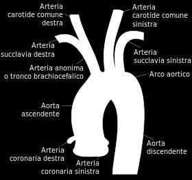 della faccia ant della trachea lato sn del corpo di T4 Diametro da 28 a 20 mm; restringimento (istmo) a livello del passaggio nella toracica Avanti e