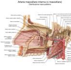 Arteria mascellare interna Alveolare inferiore Alveolare superiore posteriore Auricolare posteriore Auricolare profonda Buccinatoria Del canale pterigoideo (vidiana) Infraorbitale Alveolari anteriori