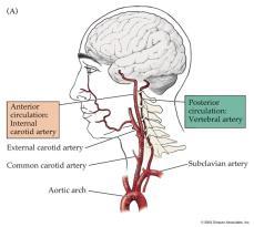 Arteria occipitale Arteria temporale superficiale Arterie Rami auricolari Meningei Mastoidei Occipitali Sternocleidomastoidei Parotidei Auricolari Occipitali Faciale trasversa Zigomatico-orbitaria