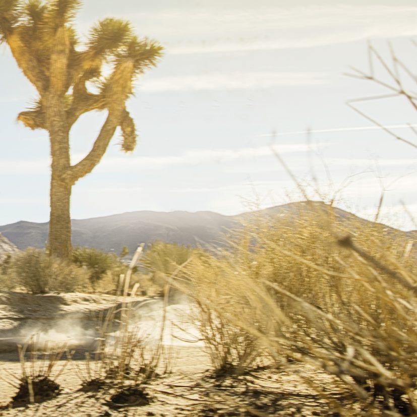 ECHO TREE TRAIL, JOSHUA TREE, UTAH, USA GAMMA TIGER EXPLORER XC La gamma Tiger Explorer XC dà il meglio di sè quando finisce l'asfalto. L'Adventure perfetta per chi vuole attraversare il mondo.