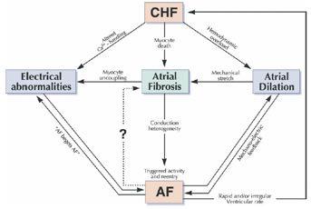 Clinical relevance of atrial fibrosis in