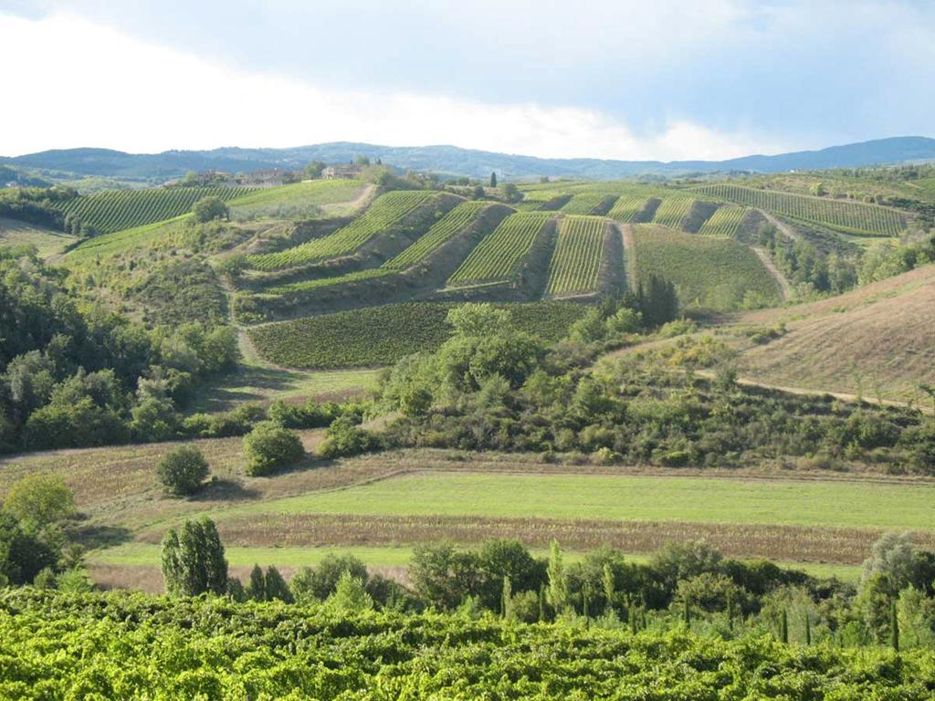 Il settore vitivinicolo in Italia