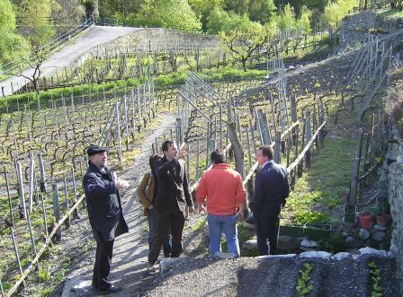 Attività BIT per il settore vitivinicolo Aziende vitivinicole in Valle d Aosta: