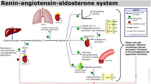 QUANDO LA PRESSIONE SALE Il sistema renina-angiotensina-aldosterone I l sistema renina-angiotensina-aldosterone (SRA) fa parte del meccanismo di regolazione neuro-umorale che, in risposta ad una