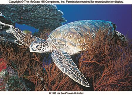 Le tartarughe marine appartengono ad un antico gruppo di rettili, adattati per la vita in acqua. Gli arti anteriori vengono modificati in pinne.