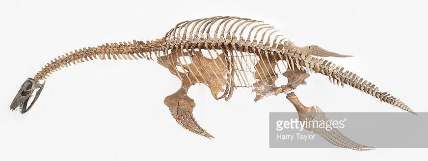 Body plan of a typical plesiosaur: plesiosaurs show the