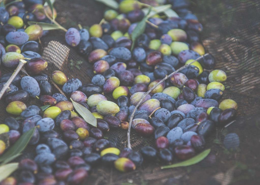 Il nostro olio, dettagli di qualità. Our oil, quality details Dalle terre al frantoio di Turi il passo è breve.