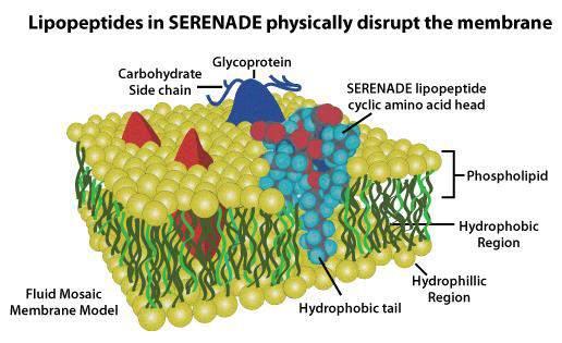 surfactina) si inseriscono nelle membrane e formano dei piccoli