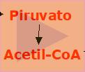 Aerobiosi Anaerobiosi 2 Glicogeno 3 C Metabolismo del Glicogeno Gluconeogensi Fermentazione lattica (Anaerobiosi) 2 Lattato 2 Piruvato 3 C C 2 D-Glucoso 2ADP + 2Pi 2 Fruttoso-1,6-difosfato 2ATP 2