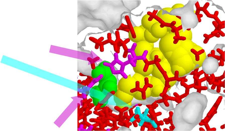 Citrato sintasi (EC2.3.3.1) La condensazione del ossalacetato con acetil- porta alla formazione di citril- È una catalisi acido base che coinvolge is274 e Asp375.