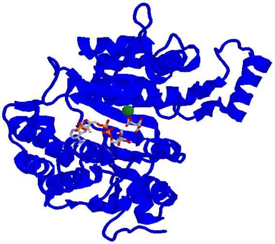 Metabolismo dei carboidrati - III - 91 - 1.