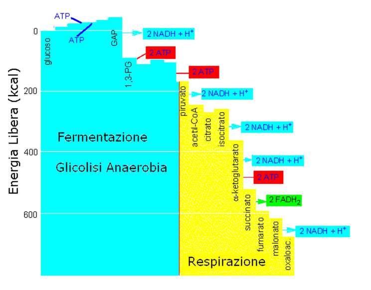 Energia PITIV G (kj/mol) 0 Citrato sintasi Isocitrato α-chetoglutarato uccinil- sintasi uccinato Fumarasi Malato EGATIV 1 