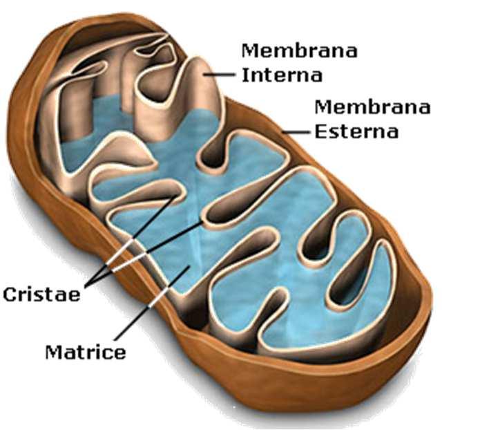 Mitocondrio v. 3.1.