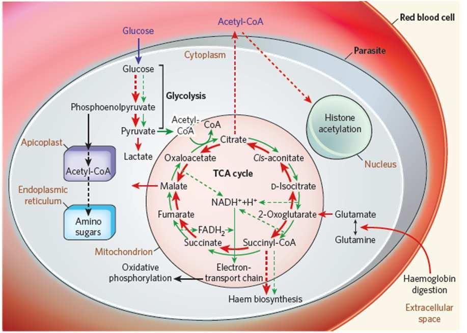 Ciclo di Krebs nel Plasmodium falciparum Branched tricarboxylic acid metabolism in Plasmodium falciparum Kellen L. lszewski, Michael W. Mather, Joanne M. Morrisey, Benjamin A.