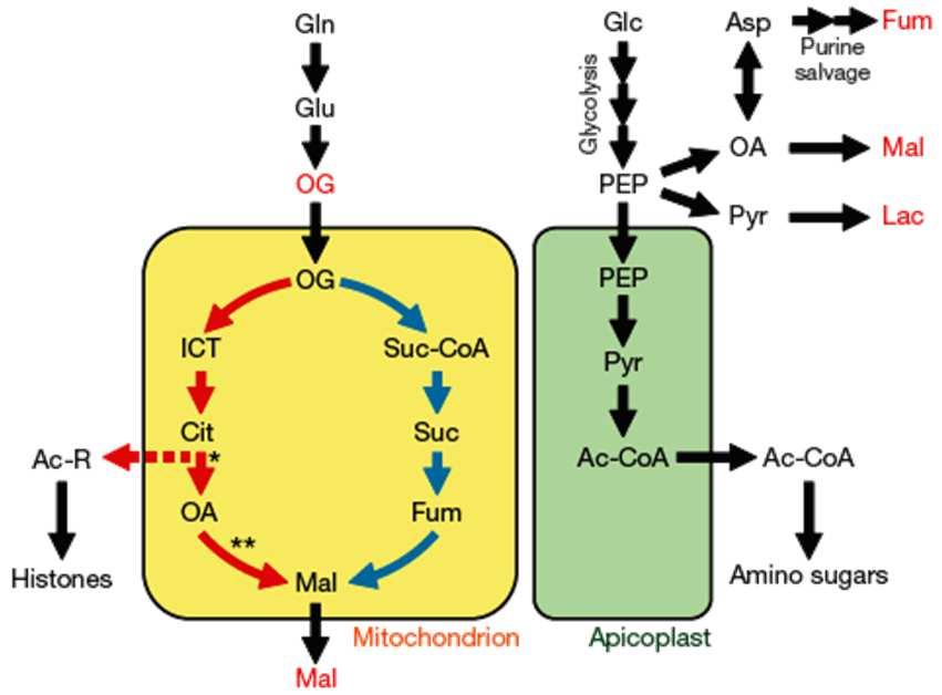 Vaidya, Joshua D. abinowitz, Manuel Llina ATUE, Vol 466, 5 August 2010, pp 774-778 v. 3.1.1 gsartor 2001-2018 Metabolismo dei carboidrati - III - 132 - gsartor 66