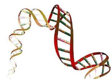 Cell-free DNA (cfdna) Deriva da degradazione di cellule della placenta dovuta a processi apoptotici delle cellule del trofloblasto.