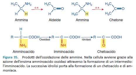 = iminoalcol 2 O R-C- R