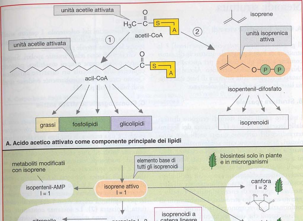 Tutti i lipidi vengono sintetizzati dall AcetilCoA Altra classe di lipidi