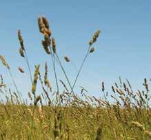 - La semina in purezza è consigliata in autunno, entro metà settembre, per consentire il giusto affrancamento prima dell inverno. La pianta ha una lento insediamento dopo la semina.