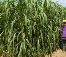 Il Sorgo SORGO PRECOCE POLISFALCIO SUGAR GRAZE II TIPOLOGIA: ibrido bicolor x sudanense x zuccherino medio precoce (62-68 giorni da emergenza a fioritura) - Ibrido a tre vie molto foglioso, con