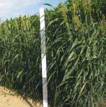 - Adatto anche per produzione di biomassa laddove si necessita di un ciclo precoce con alte rese (semina tardive, doppio raccolto) - Gestione: da non utilizzare prima dei 90-100 cm di altezza.