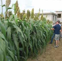 Il Sorgo SORGO MONOSFALCIO DA TRINCIATO INTEGRALE PAMPA CENTURION BMR TIPOLOGIA: ibrido bicolor x bicolor medio, (78 giorni da emergenza a fioritura) Utilizzo: trinciato integrale monosfalcio.