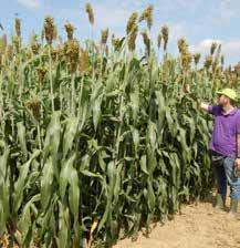 Gestione: raccolta ottimale a maturazione latteo- cerosa (105 giorni da emergenza) 22-24 semi/mq (con semina di precisione), pari a circa 7-8 kg/ha Peso 1000 semi: 36 g LITTLE GIANT BMR TIPOLOGIA: