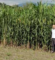 - Utilizzo: insilato monosfalcio sia per foraggio che per biogas - Miscuglio bilanciato di tre ibridi di sorgo da foraggio: Sorgo da trinciato integrale: pianta robusta che svolge funzione di