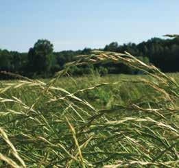 Loiessa o Loietto Italico LOIESSA O LOIETTO ITALICO (Lolium multiflorum) Il loietto italico è una delle foraggere a maggiore diffusione e di più grande importanza nell ambito della zootecnia avanzata.