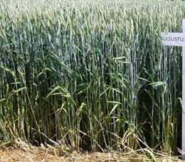 Cereali Foraggeri FRUMENTO TENERO (Triticum aestivum) - Negli ultimi anni il grano tenero sta avendo sempre maggior diffusione come pianta foraggera sia per produzione di insilato sia per produzione