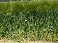 Cereali Foraggeri ORZO (Hordeum vulgare) - Cereale tradizionalmente impiegato per erbai foraggeri, si presta bene soprattutto al pascolo, al foraggio verde o all insilamento.