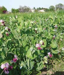 Leguminose Annuali PISELLO PROTEICO (Pisum sativum ssp. hortense) - Sottospecie utilizzata principalmente per produzione di granella per alimentazione umana o zootecnica.