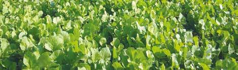 Cover Crop Nematodi e funghi patogeni del terreno sono un problema risolvibile senza l utilizzo di prodotti chimici, ma sfruttando le naturali doti di alcune specie coltivate.