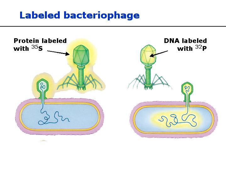Alfred Hershey and Martha Chase Performed experiments showing that DNA is the genetic material of a phage known as T2