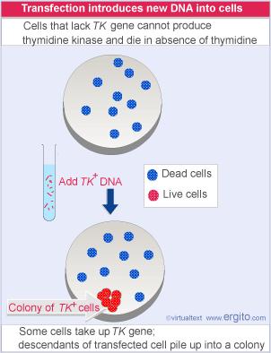 Animal cells Cells that lack Thymidine kinase synthesize TK after transfection and survive in the absence of TK