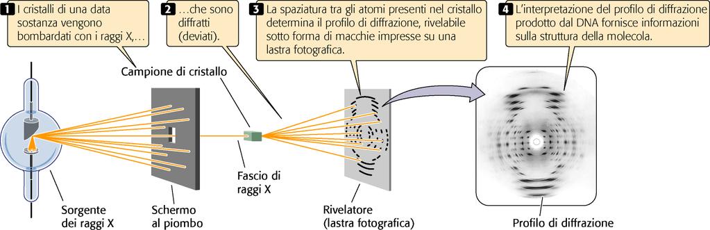 La diffrazione ai raggi X permette di ricavare