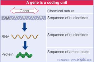 A gene is a coding unit A gene is a genetic sequence that codes